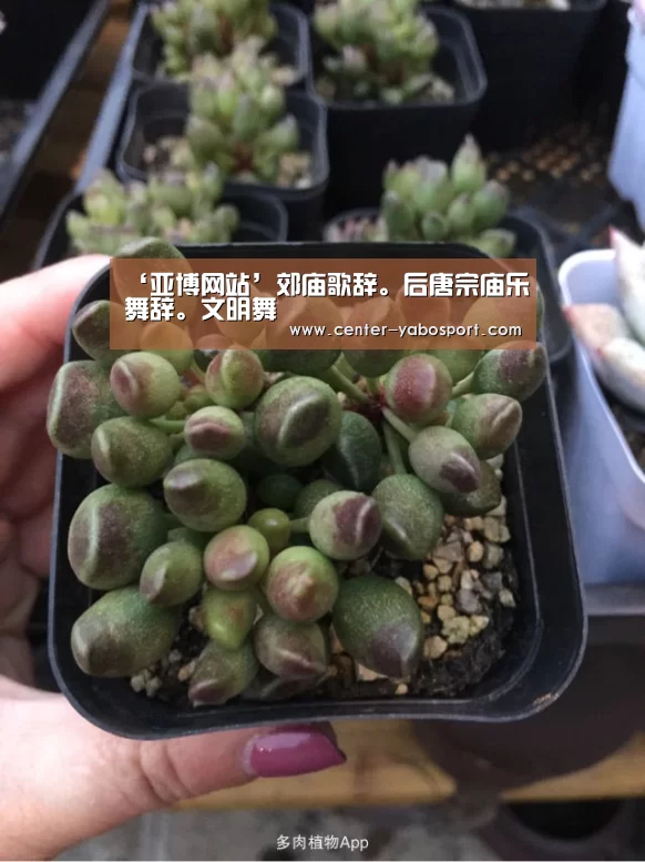 亚博网站